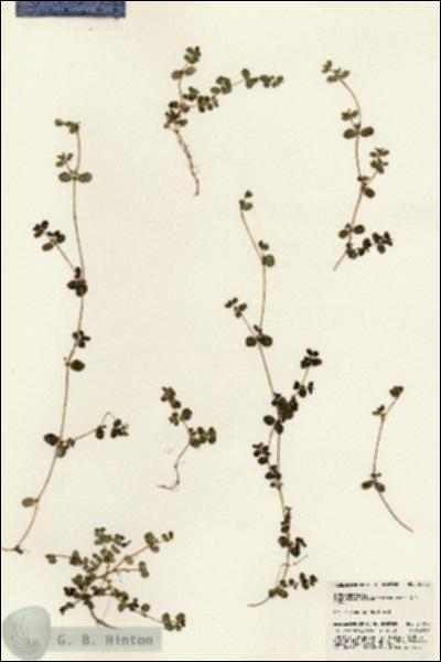 URN_catalog_HBHinton_herbarium_24758.jpg.jpg