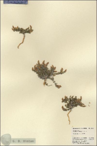 URN_catalog_HBHinton_herbarium_21976.jpg.jpg