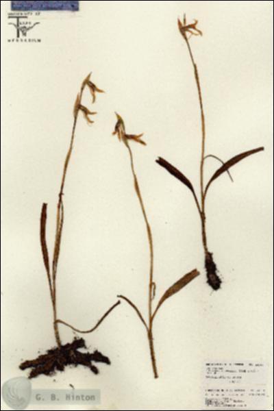 URN_catalog_HBHinton_herbarium_26209.jpg.jpg