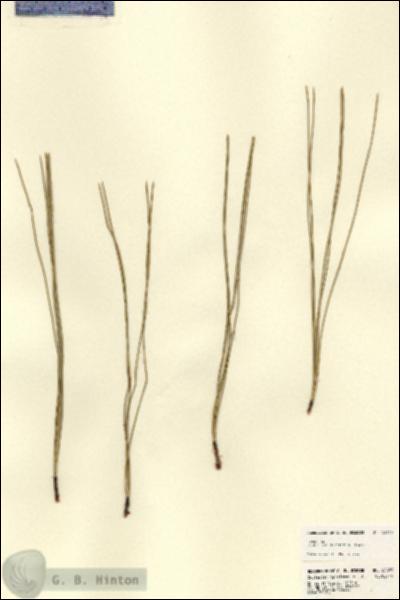 URN_catalog_HBHinton_herbarium_22629.jpg.jpg