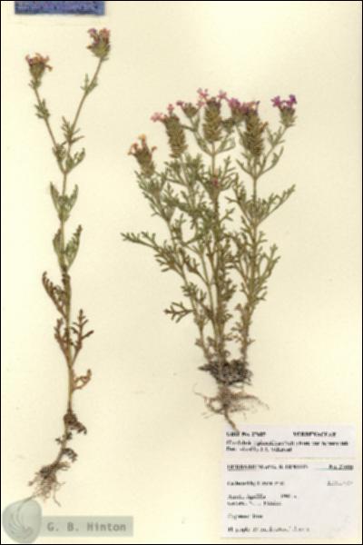 URN_catalog_HBHinton_herbarium_27605.jpg.jpg