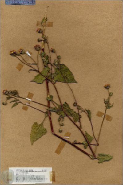 URN_catalog_HBHinton_herbarium_19035.jpg.jpg