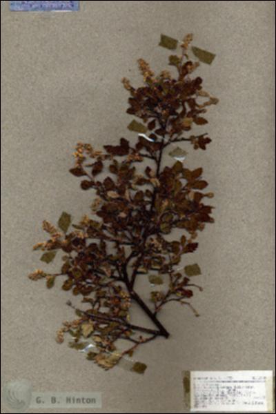 URN_catalog_HBHinton_herbarium_18889.jpg.jpg