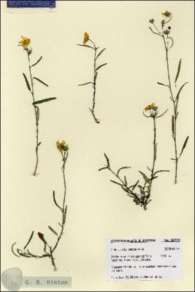 URN_catalog_HBHinton_herbarium_28725.jpg.jpg