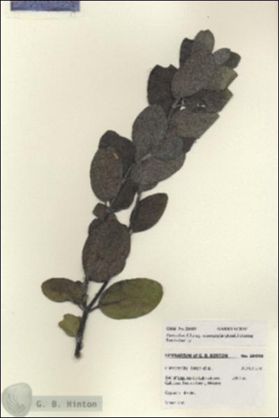 URN_catalog_HBHinton_herbarium_28089.jpg.jpg