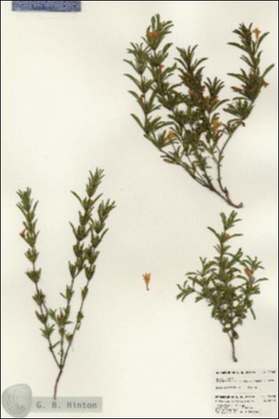 URN_catalog_HBHinton_herbarium_24360.jpg.jpg