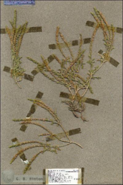 URN_catalog_HBHinton_herbarium_19540.jpg.jpg