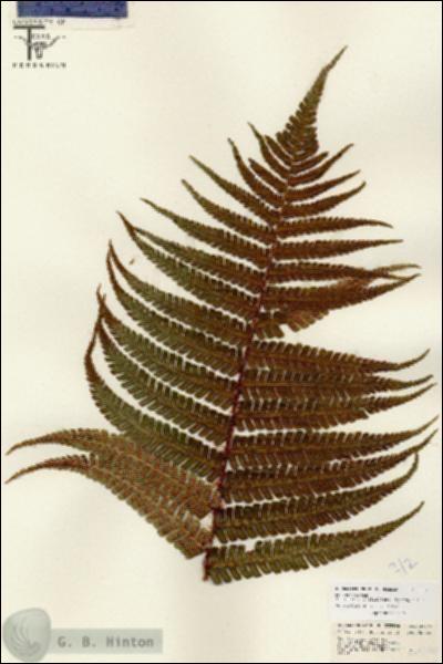 URN_catalog_HBHinton_herbarium_26746-1.jpg.jpg