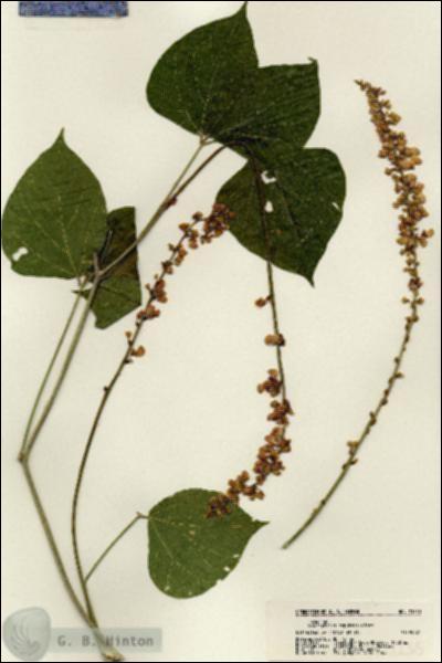 URN_catalog_HBHinton_herbarium_21235.jpg.jpg
