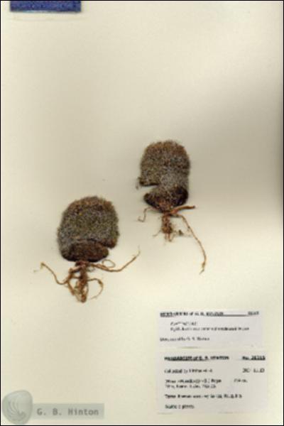 URN_catalog_HBHinton_herbarium_28315.jpg.jpg