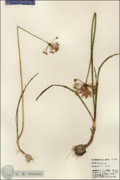 URN_catalog_HBHinton_herbarium_23704.jpg.jpg