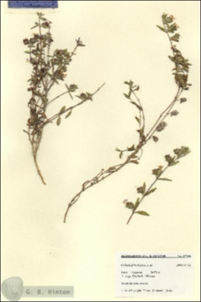 URN_catalog_HBHinton_herbarium_27766.jpg.jpg