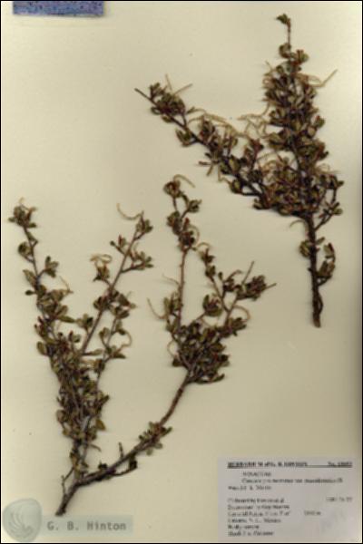 URN_catalog_HBHinton_herbarium_18693.jpg.jpg