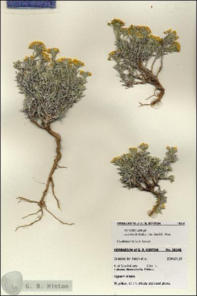 URN_catalog_HBHinton_herbarium_28245.jpg.jpg