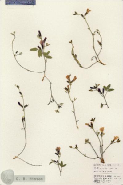 URN_catalog_HBHinton_herbarium_25325.jpg.jpg
