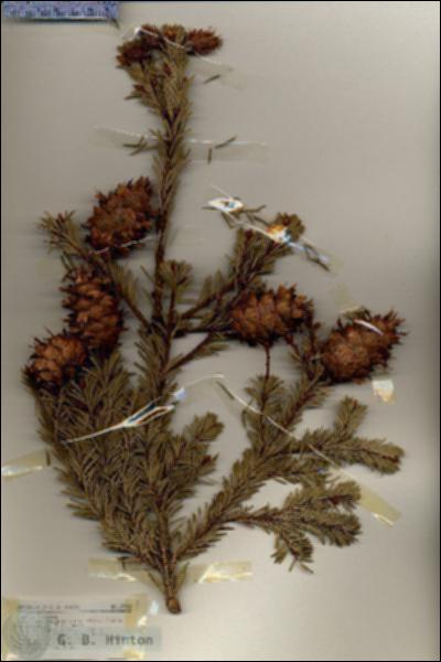 URN_catalog_HBHinton_herbarium_18332.jpg.jpg