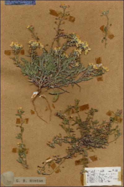 URN_catalog_HBHinton_herbarium_18452.jpg.jpg
