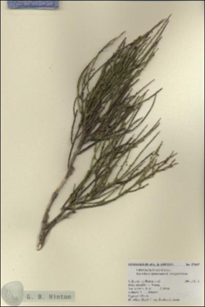 URN_catalog_HBHinton_herbarium_27667.jpg.jpg