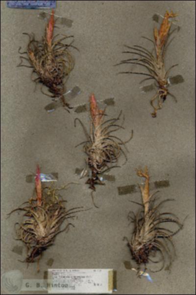 URN_catalog_HBHinton_herbarium_17341.jpg.jpg