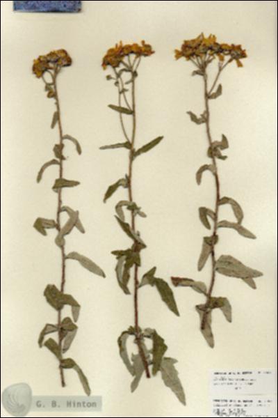 URN_catalog_HBHinton_herbarium_27001.jpg.jpg
