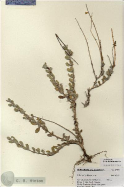 URN_catalog_HBHinton_herbarium_27091.jpg.jpg