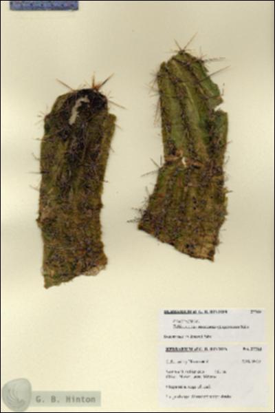 URN_catalog_HBHinton_herbarium_27760.jpg.jpg