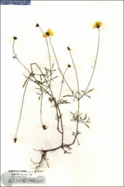 URN_catalog_HBHinton_herbarium_19791.jpg.jpg