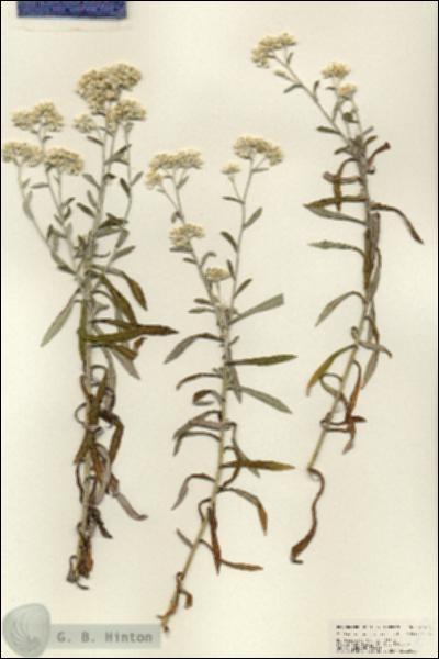 URN_catalog_HBHinton_herbarium_24993.jpg.jpg