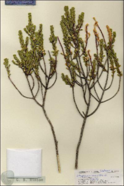 URN_catalog_HBHinton_herbarium_27130.jpg.jpg