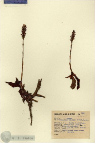 URN_catalog_HBHinton_herbarium_3264.jpg.jpg