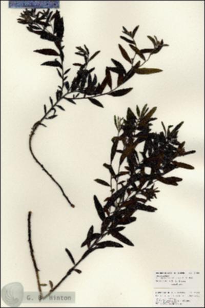 URN_catalog_HBHinton_herbarium_25932.jpg.jpg