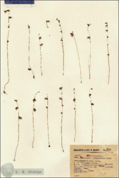 URN_catalog_HBHinton_herbarium_8295.jpg.jpg