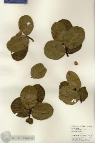URN_catalog_HBHinton_herbarium_24965.jpg.jpg