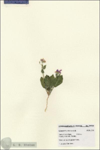 URN_catalog_HBHinton_herbarium_28520.jpg.jpg