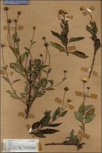 URN_catalog_HBHinton_herbarium_19077.jpg.jpg