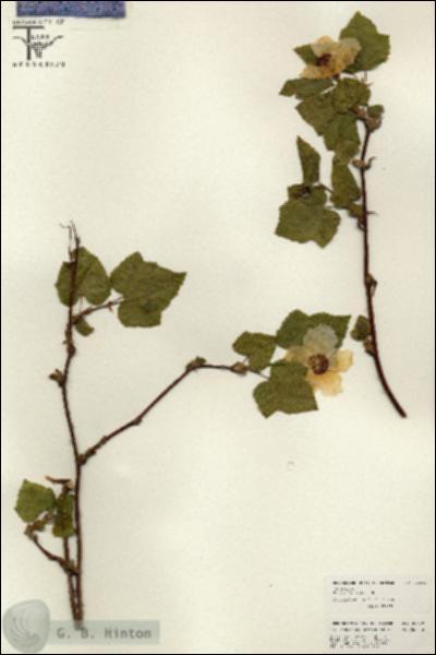 URN_catalog_HBHinton_herbarium_26569.jpg.jpg