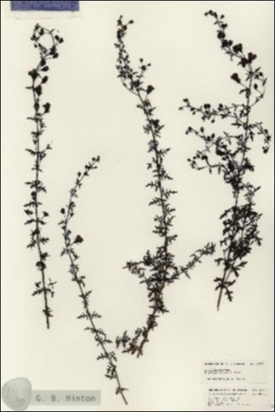 URN_catalog_HBHinton_herbarium_24671.jpg.jpg