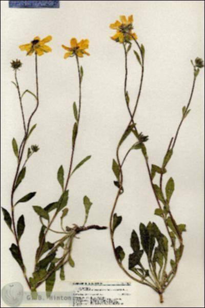 URN_catalog_HBHinton_herbarium_20426.jpg.jpg