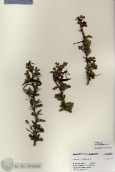 URN_catalog_HBHinton_herbarium_24982.jpg.jpg