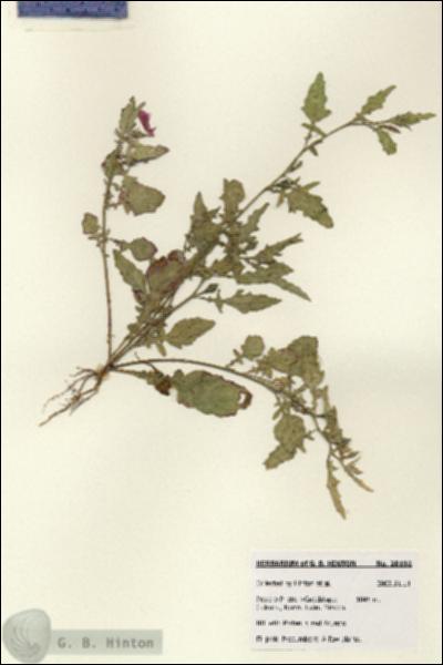 URN_catalog_HBHinton_herbarium_28192.jpg.jpg