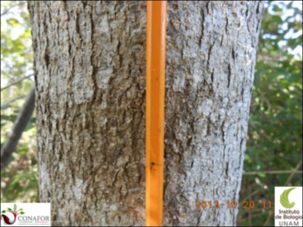 52146_S1_CRT_20131020_006_001.jpg.jpg