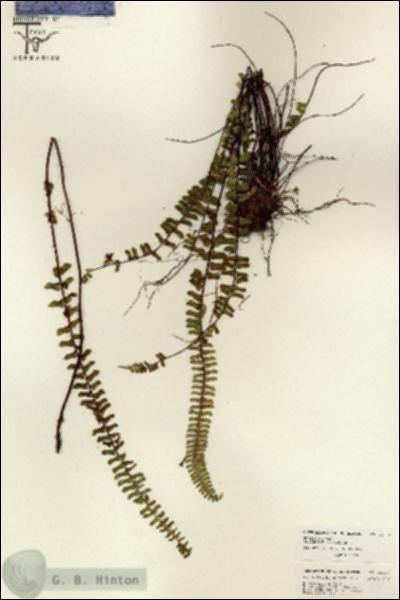 URN_catalog_HBHinton_herbarium_26111.jpg.jpg