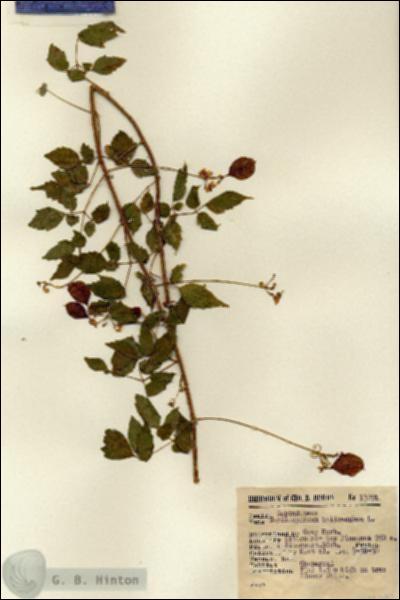 URN_catalog_HBHinton_herbarium_13291.jpg.jpg