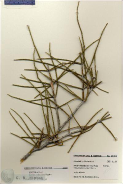 URN_catalog_HBHinton_herbarium_28303.jpg.jpg