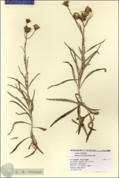 URN_catalog_HBHinton_herbarium_11836.jpg.jpg