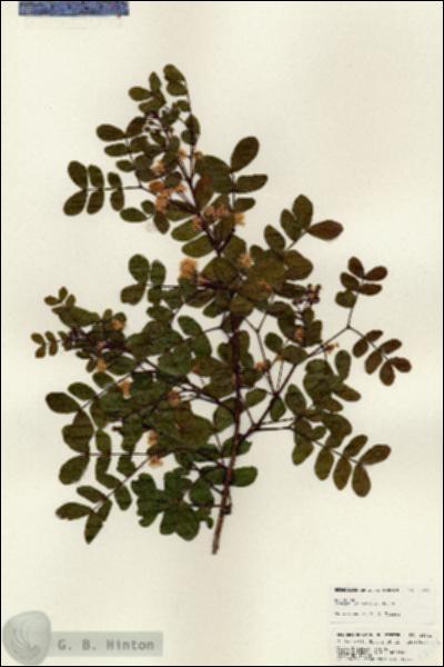 URN_catalog_HBHinton_herbarium_25241.jpg.jpg