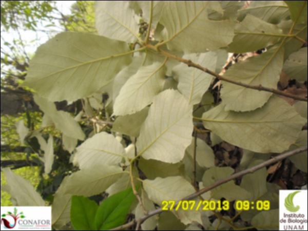 58768_S1_HJ2_20130727_001.jpg.jpg