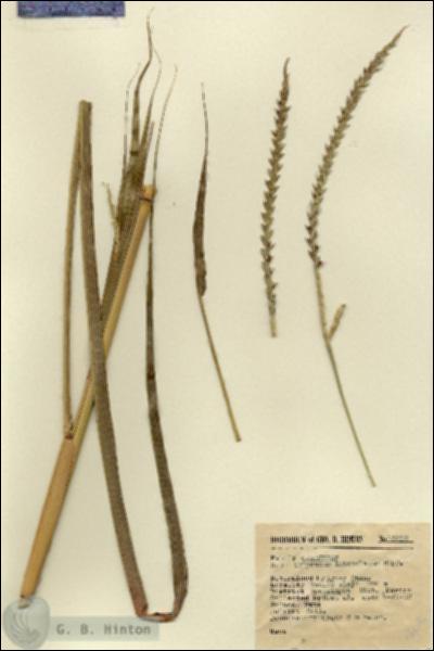 URN_catalog_HBHinton_herbarium_15206.jpg.jpg