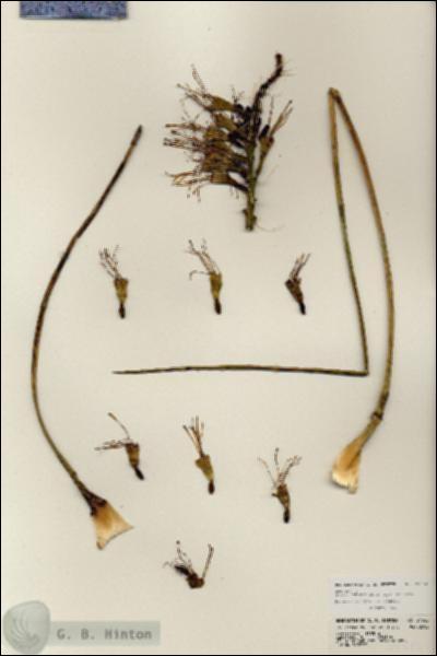 URN_catalog_HBHinton_herbarium_24542.jpg.jpg