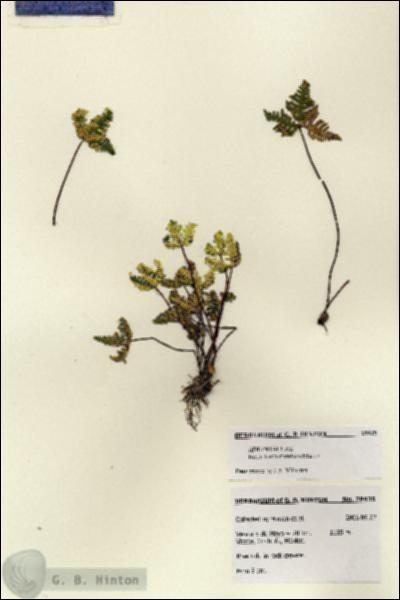 URN_catalog_HBHinton_herbarium_28435.jpg.jpg
